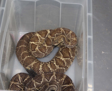 Sesa vai reativar a produção de soro contra picadas de cobras
. Foto:SESA
