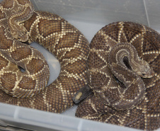 Sesa vai reativar a produção de soro contra picadas de cobras
. Foto:SESA