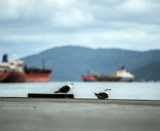 Porto de Paranaguá atinge marca de 99,29% em avaliação ambiental
