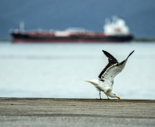 Porto de Paranaguá atinge marca de 99,29% em avaliação ambiental
