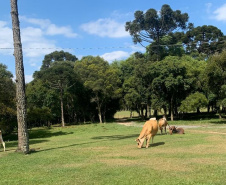 Família da Lapa melhora produtividade e qualidade da produção leiteira. Foto:IDR