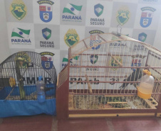 Polícia Ambiental do Paraná prende 231 pessoas e resgata 234 animais e mais de 2 mil aves silvestres no semestre. Foto: SESP