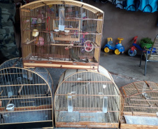 Polícia Ambiental do Paraná prende 231 pessoas e resgata 234 animais e mais de 2 mil aves silvestres no semestre. Foto: SESP