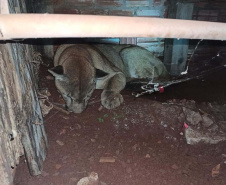 Polícia Ambiental do Paraná prende 231 pessoas e resgata 234 animais e mais de 2 mil aves silvestres no semestre. Foto: SESP
