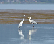 Portos do Paraná mantêm cuidado com o meio ambiente. Foto:lLeonardo de Conto