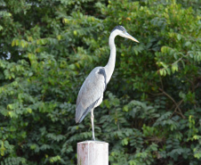 Portos do Paraná mantêm cuidado com o meio ambiente. Foto:lLeonardo de Conto
