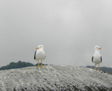 Portos do Paraná mantêm cuidado com o meio ambiente. Foto:lLeonardo de Conto