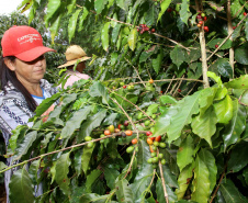 Boletim agropecuário destaca término da colheita do caféFoto:Jaelson Lucas / AEN