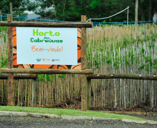 Programa da Copel incentiva arborização dos municípios
