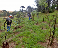 
Enriquecimento florestal beneficia fauna e flora. Foto:Snepar