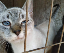 A Secretaria de Estado do Desenvolvimento Sustentável e do Turismo já realizou mais de 5.300 castrações de animais domésticos pelo Programa Permanente de Esterilização de Cães e Gatos.Foto: IAT