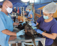 A Secretaria de Estado do Desenvolvimento Sustentável e do Turismo já realizou mais de 5.300 castrações de animais domésticos pelo Programa Permanente de Esterilização de Cães e Gatos.Foto: Prefeitura de Alto Paraná