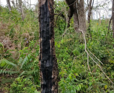 Em oito dias de ações, o Batalhão de Polícia Ambiental-Força Verde (BPAmb-FV) lavrou 26 autos de infração ambiental e aplicou mais de R$ 2,5 milhões em multas por desmatamento de florestas em todo o estado pela quarta edição da Operação Mata Atlântica em Pé. O trabalho é feito em conjunto com o Instituto Água e Terra (IAT), o Ibama e o Ministério Público do Paraná. Foto:SESP
