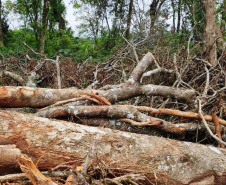 Em oito dias de ações, o Batalhão de Polícia Ambiental-Força Verde (BPAmb-FV) lavrou 26 autos de infração ambiental e aplicou mais de R$ 2,5 milhões em multas por desmatamento de florestas em todo o estado pela quarta edição da Operação Mata Atlântica em Pé. O trabalho é feito em conjunto com o Instituto Água e Terra (IAT), o Ibama e o Ministério Público do Paraná. Foto:SESP