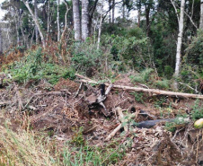 Em oito dias de ações, o Batalhão de Polícia Ambiental-Força Verde (BPAmb-FV) lavrou 26 autos de infração ambiental e aplicou mais de R$ 2,5 milhões em multas por desmatamento de florestas em todo o estado pela quarta edição da Operação Mata Atlântica em Pé. O trabalho é feito em conjunto com o Instituto Água e Terra (IAT), o Ibama e o Ministério Público do Paraná. Foto:SESP