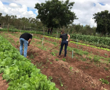 Colégios agrícolas superam desafios ainda maiores com ensino remoto. Foto:SEED