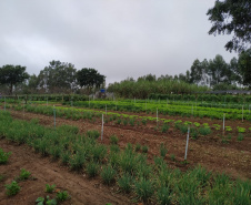 Colégios agrícolas superam desafios ainda maiores com ensino remoto. Foto:SEED