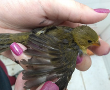 
Paraná aumenta apoio na preservação da fauna silvestre. Foto:SEDEST/IAT