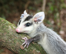 
Paraná aumenta apoio na preservação da fauna silvestre. Foto:SEDEST/IAT