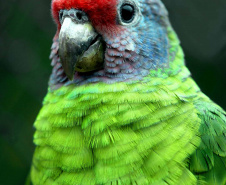 
Paraná aumenta apoio na preservação da fauna silvestre. Foto: Denis Ferreira Netto/SEDEST
