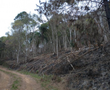 A quarta edição da Operação Mata Atlântica em Pé, organizada pelo Ministério Público, com apoio do Batalhão de Polícia Ambiental Força-Verde (BPAmb-FV), do Instituto Água e Terra (IAT) e do Ibama, foi encerrada após 14 dias de ações em todo o Paraná. Foto:SESP