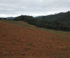 A quarta edição da Operação Mata Atlântica em Pé, organizada pelo Ministério Público, com apoio do Batalhão de Polícia Ambiental Força-Verde (BPAmb-FV), do Instituto Água e Terra (IAT) e do Ibama, foi encerrada após 14 dias de ações em todo o Paraná. Foto:SESP