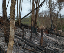 A quarta edição da Operação Mata Atlântica em Pé, organizada pelo Ministério Público, com apoio do Batalhão de Polícia Ambiental Força-Verde (BPAmb-FV), do Instituto Água e Terra (IAT) e do Ibama, foi encerrada após 14 dias de ações em todo o Paraná. Foto:SESP