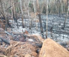 A quarta edição da Operação Mata Atlântica em Pé, organizada pelo Ministério Público, com apoio do Batalhão de Polícia Ambiental Força-Verde (BPAmb-FV), do Instituto Água e Terra (IAT) e do Ibama, foi encerrada após 14 dias de ações em todo o Paraná. Foto:SESP