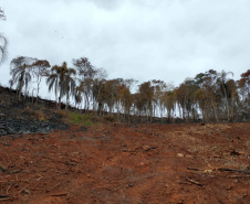 A quarta edição da Operação Mata Atlântica em Pé, organizada pelo Ministério Público, com apoio do Batalhão de Polícia Ambiental Força-Verde (BPAmb-FV), do Instituto Água e Terra (IAT) e do Ibama, foi encerrada após 14 dias de ações em todo o Paraná. Foto:SESP