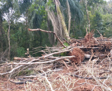 A quarta edição da Operação Mata Atlântica em Pé, organizada pelo Ministério Público, com apoio do Batalhão de Polícia Ambiental Força-Verde (BPAmb-FV), do Instituto Água e Terra (IAT) e do Ibama, foi encerrada após 14 dias de ações em todo o Paraná. Foto:SESP