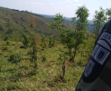 A quarta edição da Operação Mata Atlântica em Pé, organizada pelo Ministério Público, com apoio do Batalhão de Polícia Ambiental Força-Verde (BPAmb-FV), do Instituto Água e Terra (IAT) e do Ibama, foi encerrada após 14 dias de ações em todo o Paraná. Foto:SESP