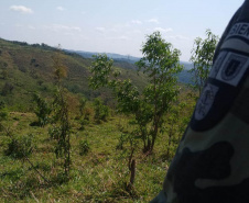 A quarta edição da Operação Mata Atlântica em Pé, organizada pelo Ministério Público, com apoio do Batalhão de Polícia Ambiental Força-Verde (BPAmb-FV), do Instituto Água e Terra (IAT) e do Ibama, foi encerrada após 14 dias de ações em todo o Paraná. Foto:SESP