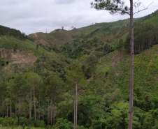 A quarta edição da Operação Mata Atlântica em Pé, organizada pelo Ministério Público, com apoio do Batalhão de Polícia Ambiental Força-Verde (BPAmb-FV), do Instituto Água e Terra (IAT) e do Ibama, foi encerrada após 14 dias de ações em todo o Paraná. Foto:SESP