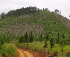 A quarta edição da Operação Mata Atlântica em Pé, organizada pelo Ministério Público, com apoio do Batalhão de Polícia Ambiental Força-Verde (BPAmb-FV), do Instituto Água e Terra (IAT) e do Ibama, foi encerrada após 14 dias de ações em todo o Paraná. Foto:SESP