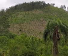 A quarta edição da Operação Mata Atlântica em Pé, organizada pelo Ministério Público, com apoio do Batalhão de Polícia Ambiental Força-Verde (BPAmb-FV), do Instituto Água e Terra (IAT) e do Ibama, foi encerrada após 14 dias de ações em todo o Paraná. Foto:SESP