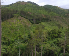 A quarta edição da Operação Mata Atlântica em Pé, organizada pelo Ministério Público, com apoio do Batalhão de Polícia Ambiental Força-Verde (BPAmb-FV), do Instituto Água e Terra (IAT) e do Ibama, foi encerrada após 14 dias de ações em todo o Paraná. Foto:SESP