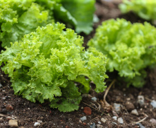 Agricultura lança cartilha com dicas para horta em pequenos espaços
