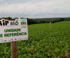 O Instituto de Desenvolvimento Rural do Paraná - Iapar-Emater (IDR-Paraná) inicia oficialmente nesta quinta-feira (15) o Alerta Ferrugem, serviço que monitora e informa sobre a ocorrência da ferrugem asiática em lavouras de soja nas regiões produtoras do Estado.Foto:SEAB