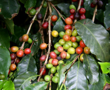 Governo apoia produção de cafés especiais no Norte Pioneiro. Foto: Jaelson Lucas/Arquivo AEN