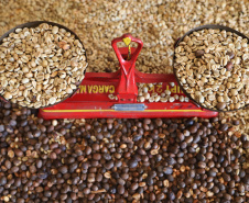 Governo apoia produção de cafés especiais no Norte Pioneiro. Foto: José Frnando Ogura/AEN