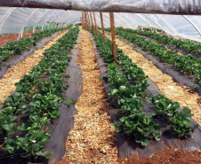 A produtora rural Juliana Mikolaiewski Dziurza, de 30 anos, decide junto com o marido o futuro da propriedade que sustenta a família, em Cruz Machado, no Sul do Paraná. Ela recebe assistência técnica do Instituto de Desenvolvimento Rural do Paraná – Iapar-Emater (IDR-Paraná) há pelo menos cinco anos. Os profissionais a ajudaram a investir na infraestrutura da propriedade e na diversificação da produção.Foto: SEAB