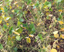 Um dos projetos pesquisa a gravidade da doença observando a coloração das folhas, mas com base em pixels de uma imagem digital. O outro estuda a utilização de imagens obtidas por smartphones para observar a saúde da planta de soja, com base na reflexão de luz.

Foto UEL