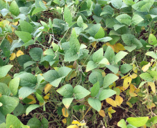 Um dos projetos pesquisa a gravidade da doença observando a coloração das folhas, mas com base em pixels de uma imagem digital. O outro estuda a utilização de imagens obtidas por smartphones para observar a saúde da planta de soja, com base na reflexão de luz.

Foto UEL
