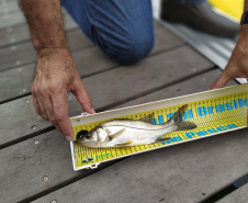 O Projeto Rio Vivo da Secretaria de Desenvolvimento Sustentável e do Turismo (Sedest) foi retomado no sábado (24), em Guaratuba, com o Festival Sul Brasileiro de Pesca. A iniciativa busca a preservação das bacias hidrográficas do Estado com o repovoamento de espécies de peixes nativos e o estímulo do turismo de atividades aquáticas.
Foto; Daniele Iachecen