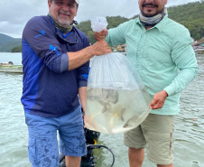 O Projeto Rio Vivo da Secretaria de Desenvolvimento Sustentável e do Turismo (Sedest) foi retomado no sábado (24), em Guaratuba, com o Festival Sul Brasileiro de Pesca. A iniciativa busca a preservação das bacias hidrográficas do Estado com o repovoamento de espécies de peixes nativos e o estímulo do turismo de atividades aquáticas.
Foto; Daniele Iachecen