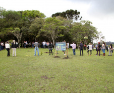 Governo do Estado faz plantio de mudas de araucária. Foto: Ari Dias/AEN