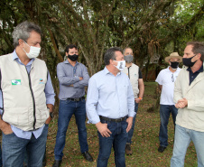 Governo do Estado faz plantio de mudas de araucária. Foto: Ari Dias/AEN