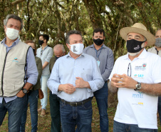 Governo do Estado faz plantio de mudas de araucária. Foto: Ari Dias/AEN