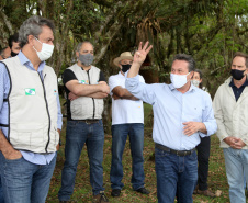 Governo do Estado faz plantio de mudas de araucária. Foto: Ari Dias/AEN