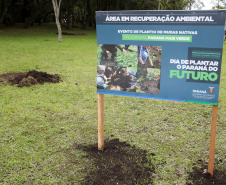 Governo do Estado faz plantio de mudas de araucária. Foto: Ari Dias/AEN
